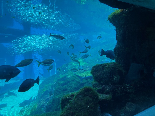 光のどけき春の日に