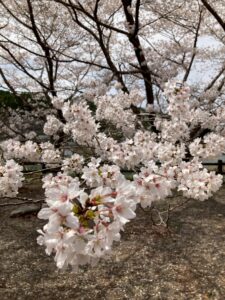 見納めですね🌸