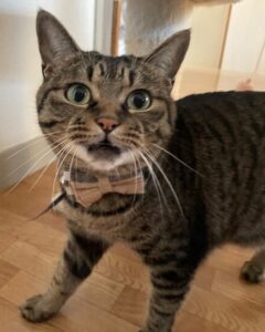 猫のお話🐈💨