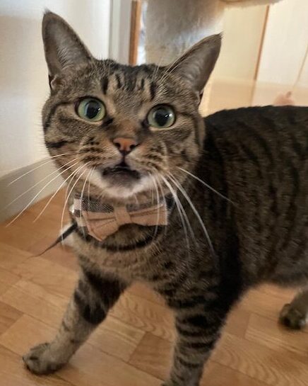 猫のお話🐈💨