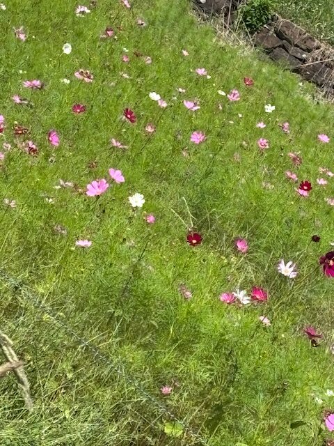 秋を探しに・・🍂