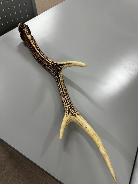 何かわかります?