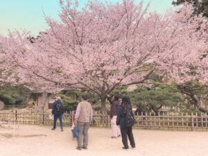 🍦🌸お花見🌸🍡